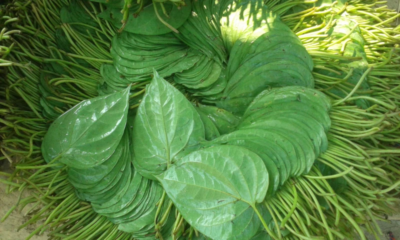 রপ্তানি হচ্ছে পান!