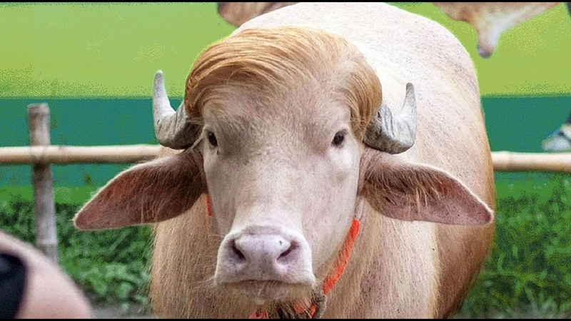 সেই ‘ডোনাল্ড ট্রাম্পকে’ নেয়া হলো চিড়িয়াখানায়